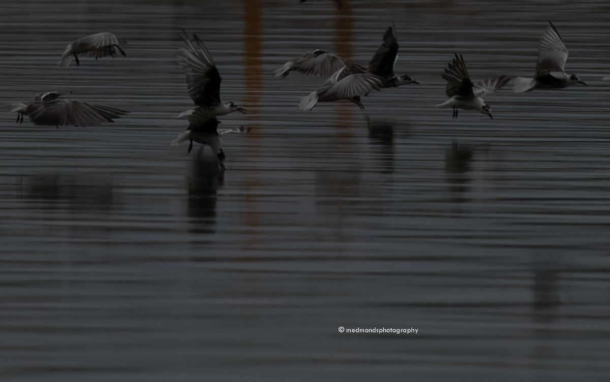 White-winged Tern - ML547941251