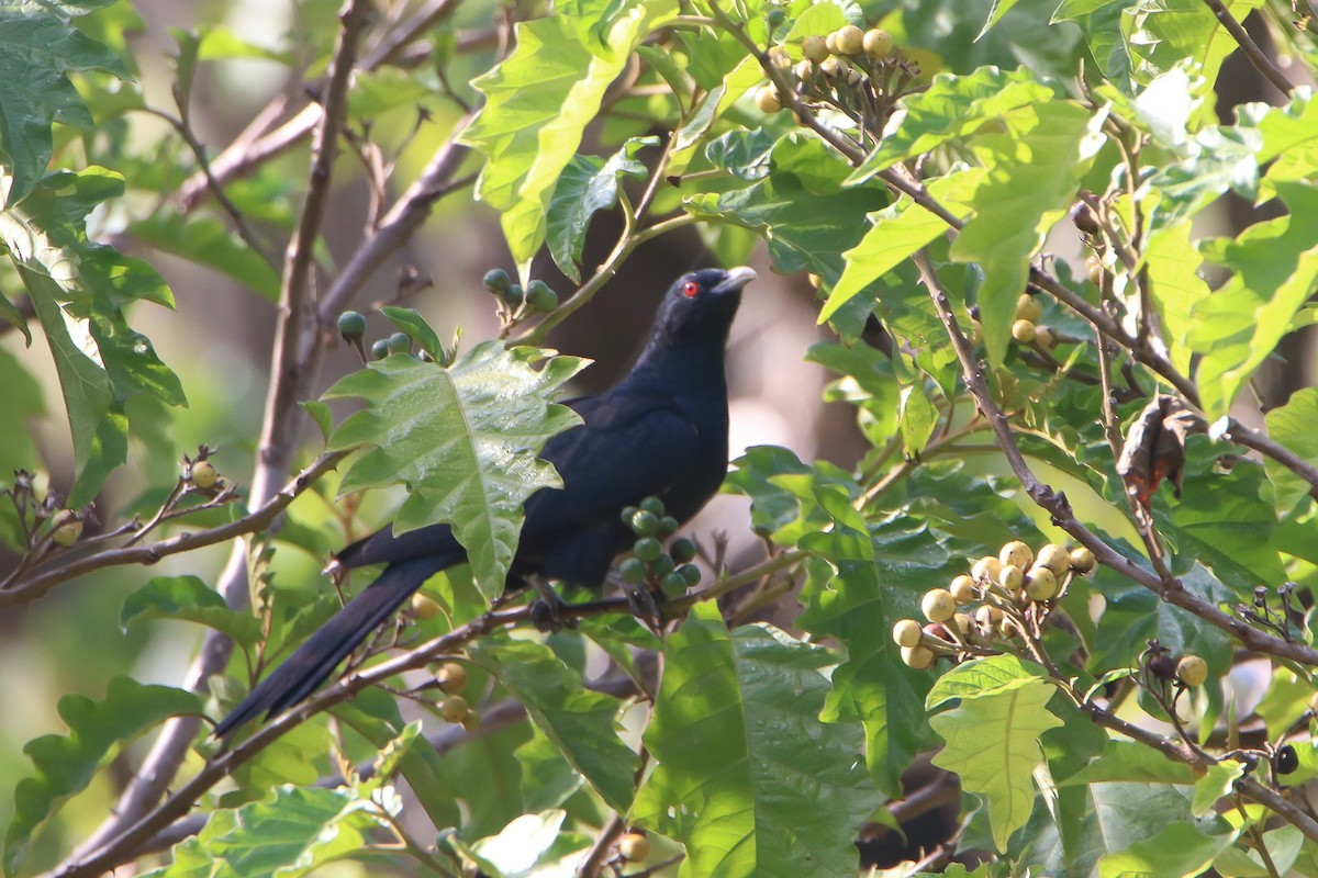 Pacific Koel - ML547941441