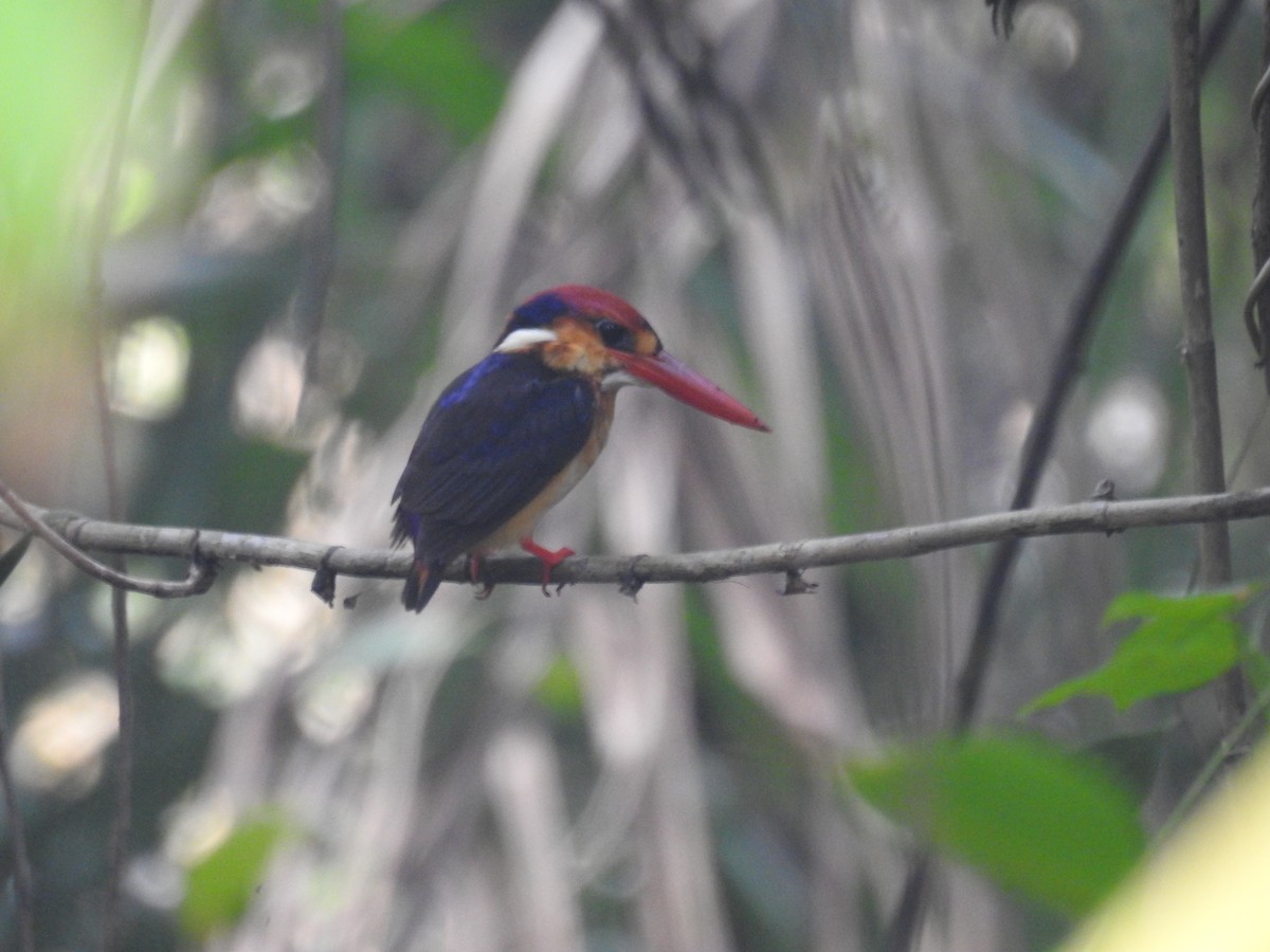 Black-backed Dwarf-Kingfisher - Smita Goyal