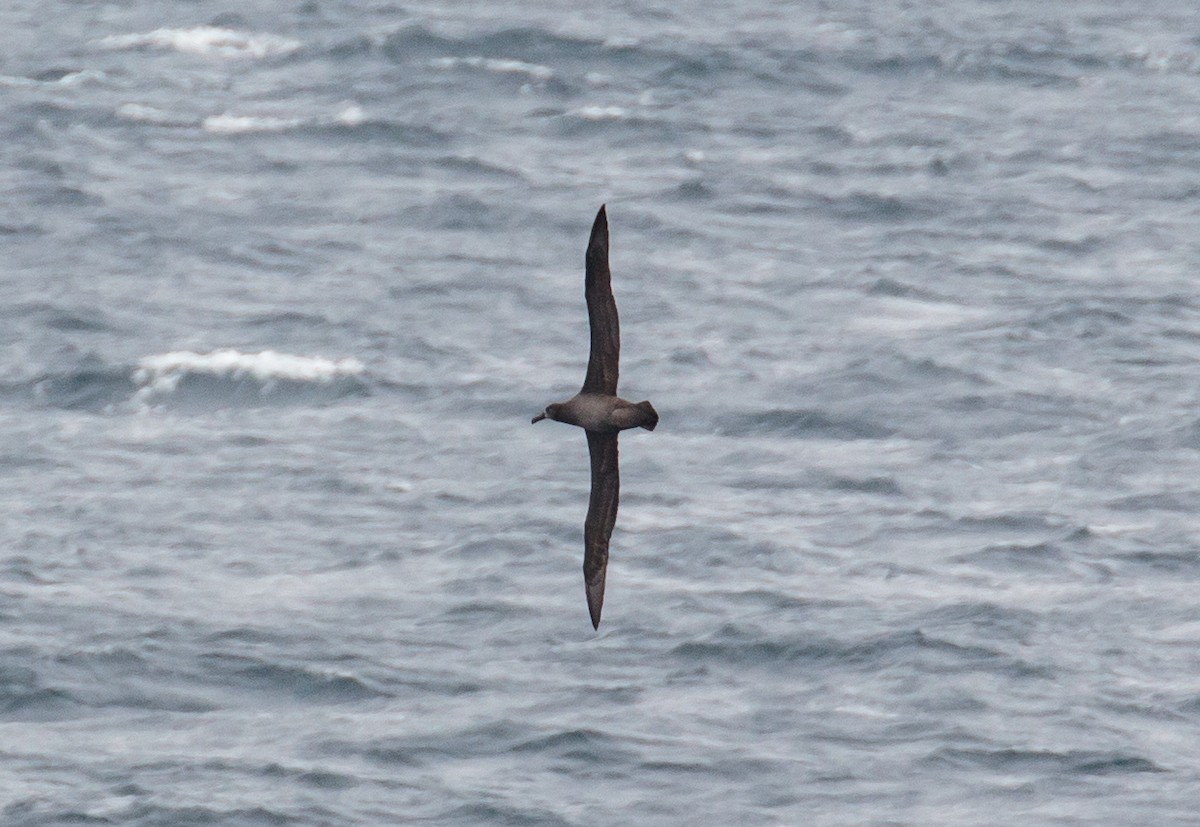 Albatros à pieds noirs - ML547942751