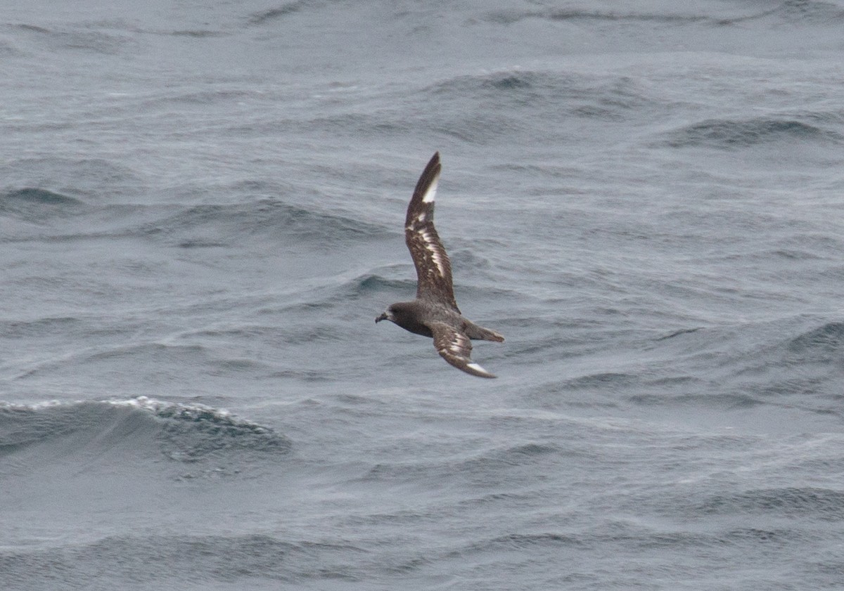 Petrel de Solander - ML547942791