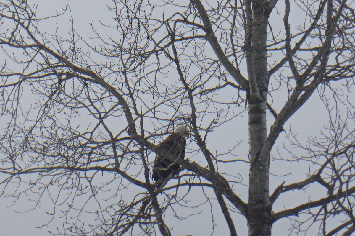 Bald Eagle - Georgette Larocque