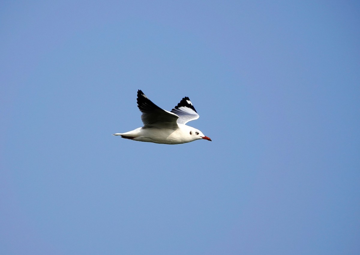 Brown-headed Gull - ML547943671