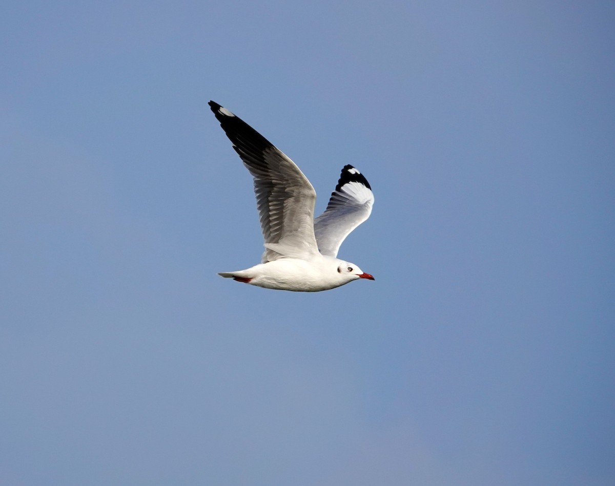 Brown-headed Gull - ML547943681