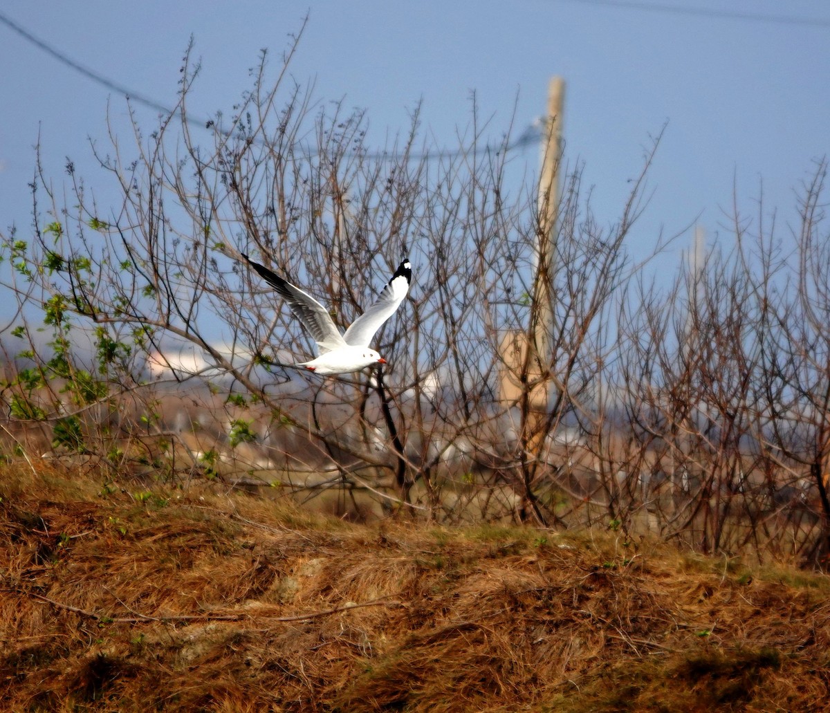 Brown-headed Gull - ML547943761