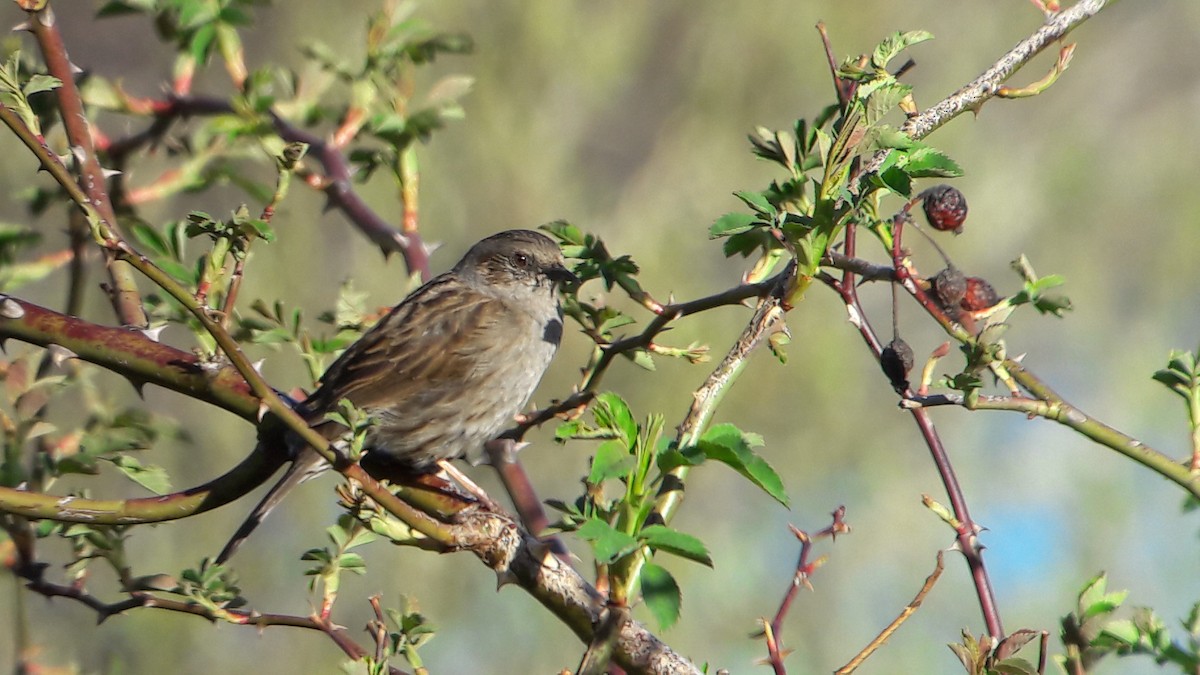 Dunnock - ML54794481