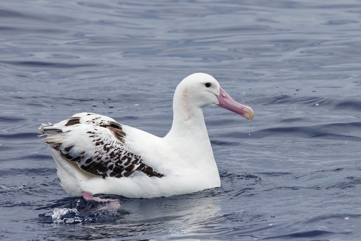 Snowy/Tristan/Antipodean Albatross - Robyn Cuzens