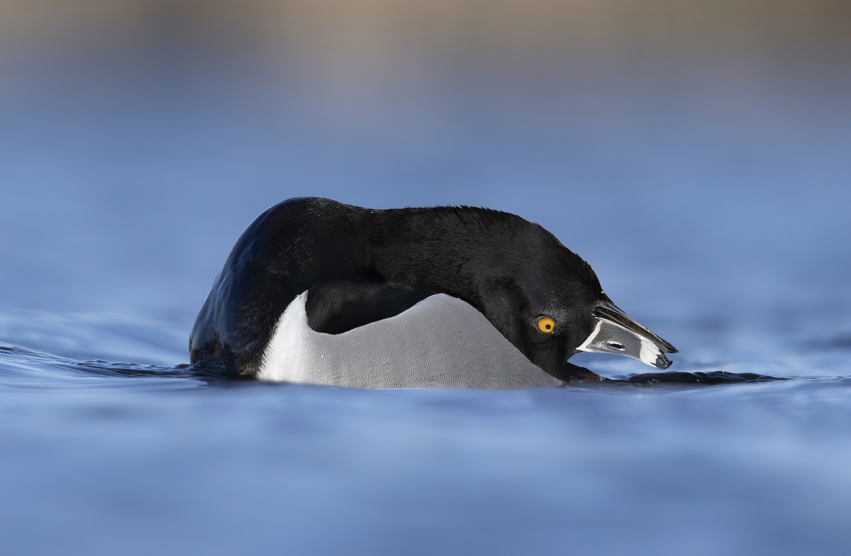 Ring-necked Duck - Matt Misewicz