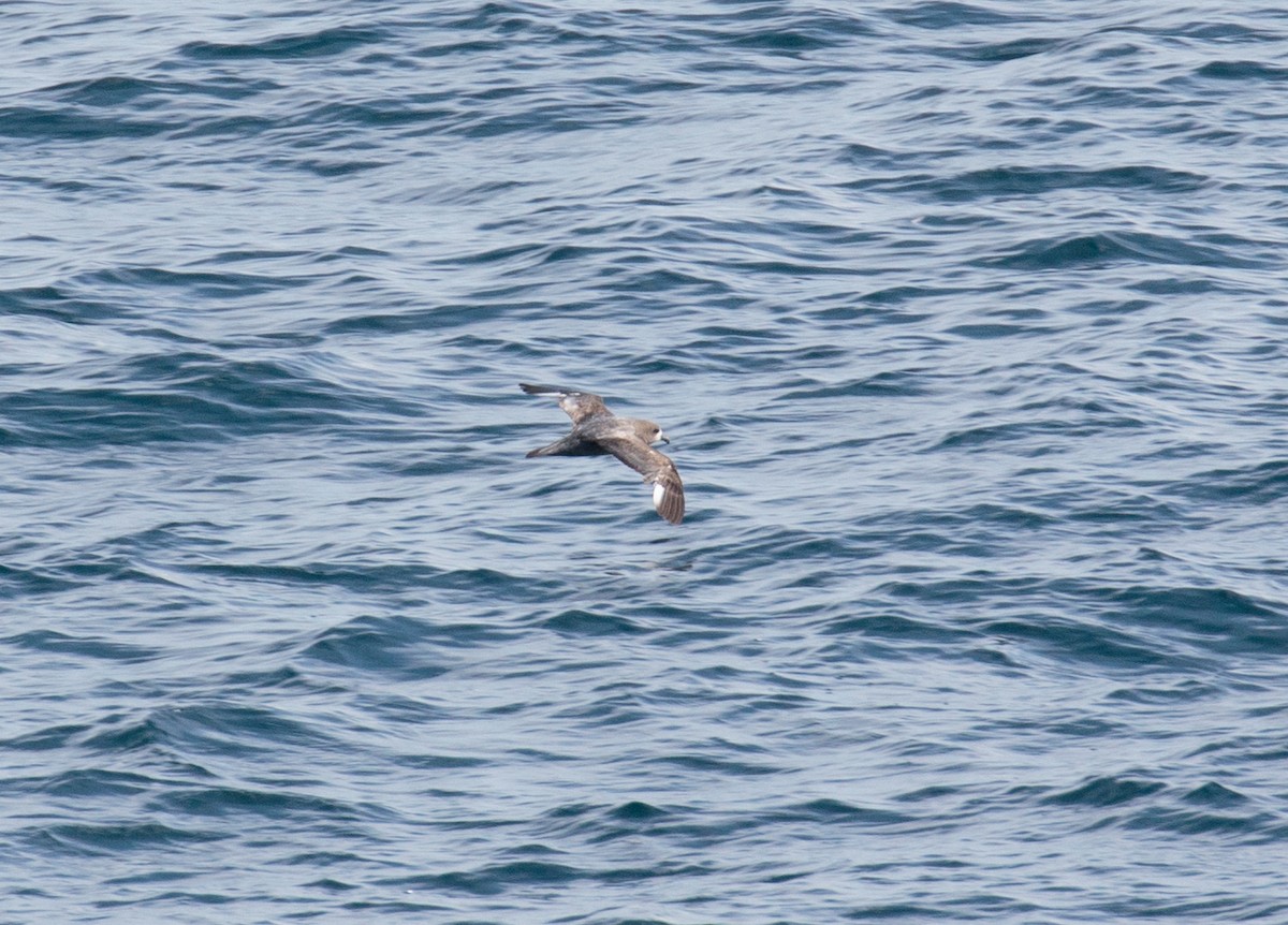 Providence Petrel - Brian Bunting