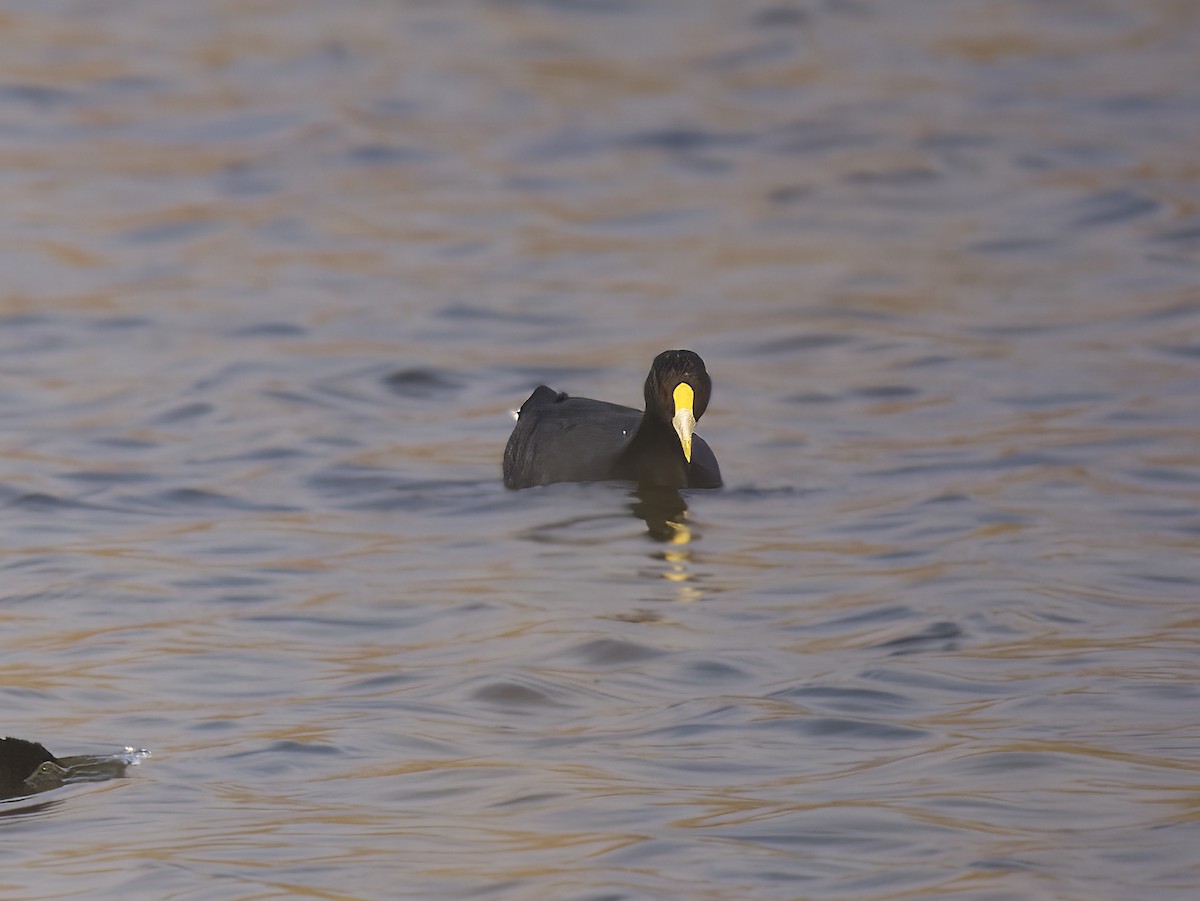 White-winged Coot - ML547947061