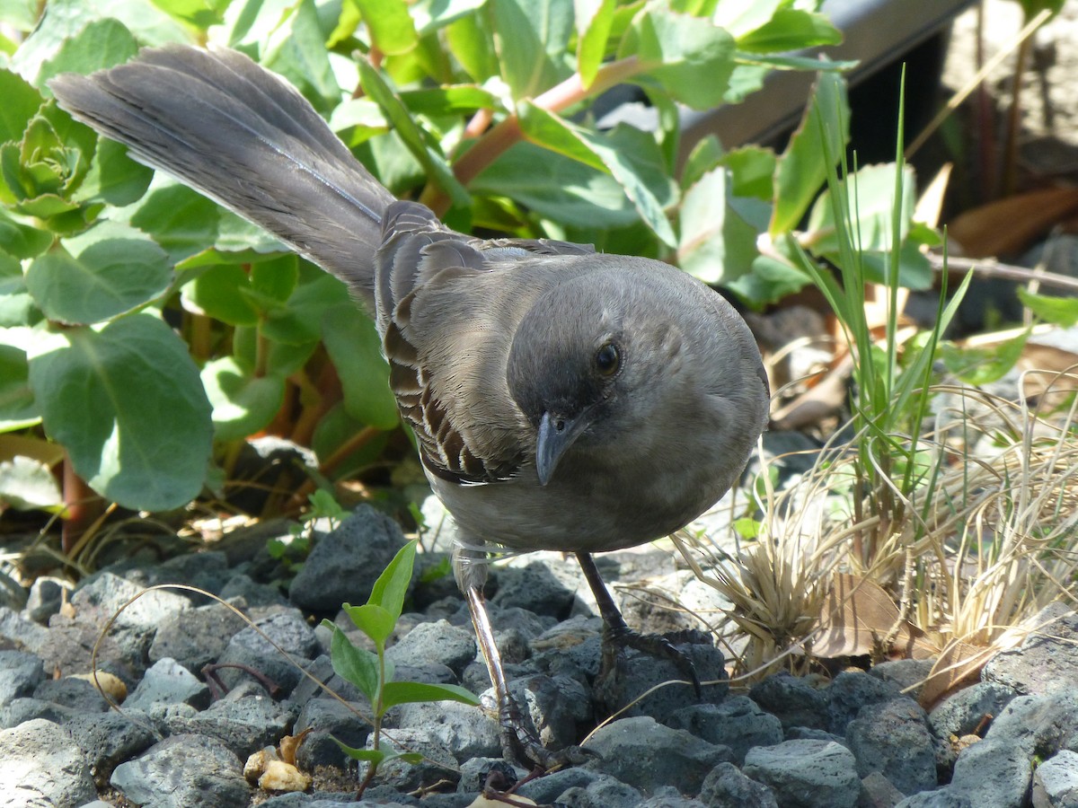 Northern Mockingbird - ML54794801