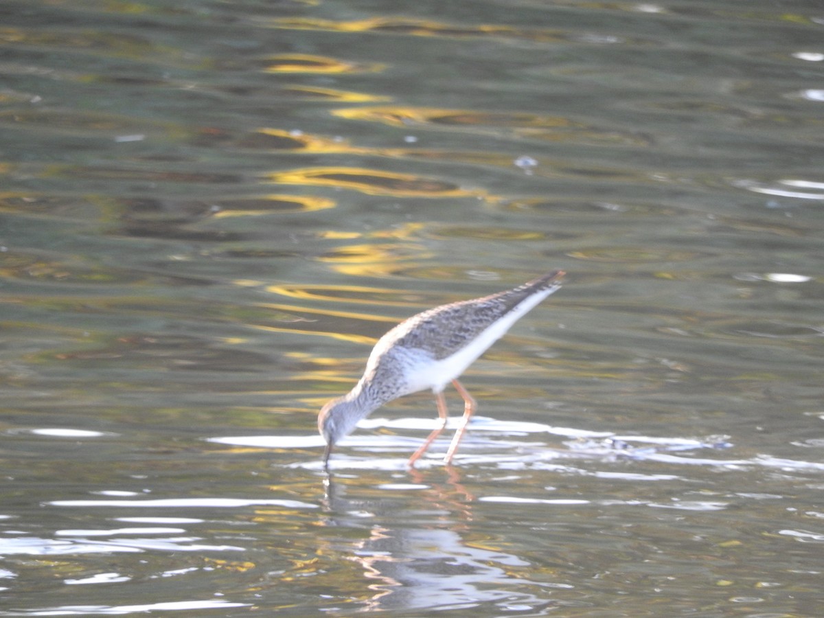 Greater Yellowlegs - ML547948691