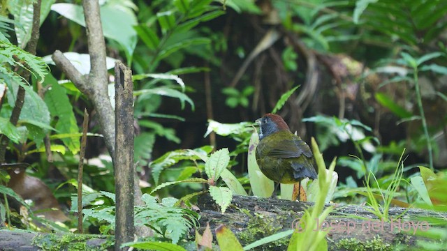 Cerquero Carisucio - ML547949811