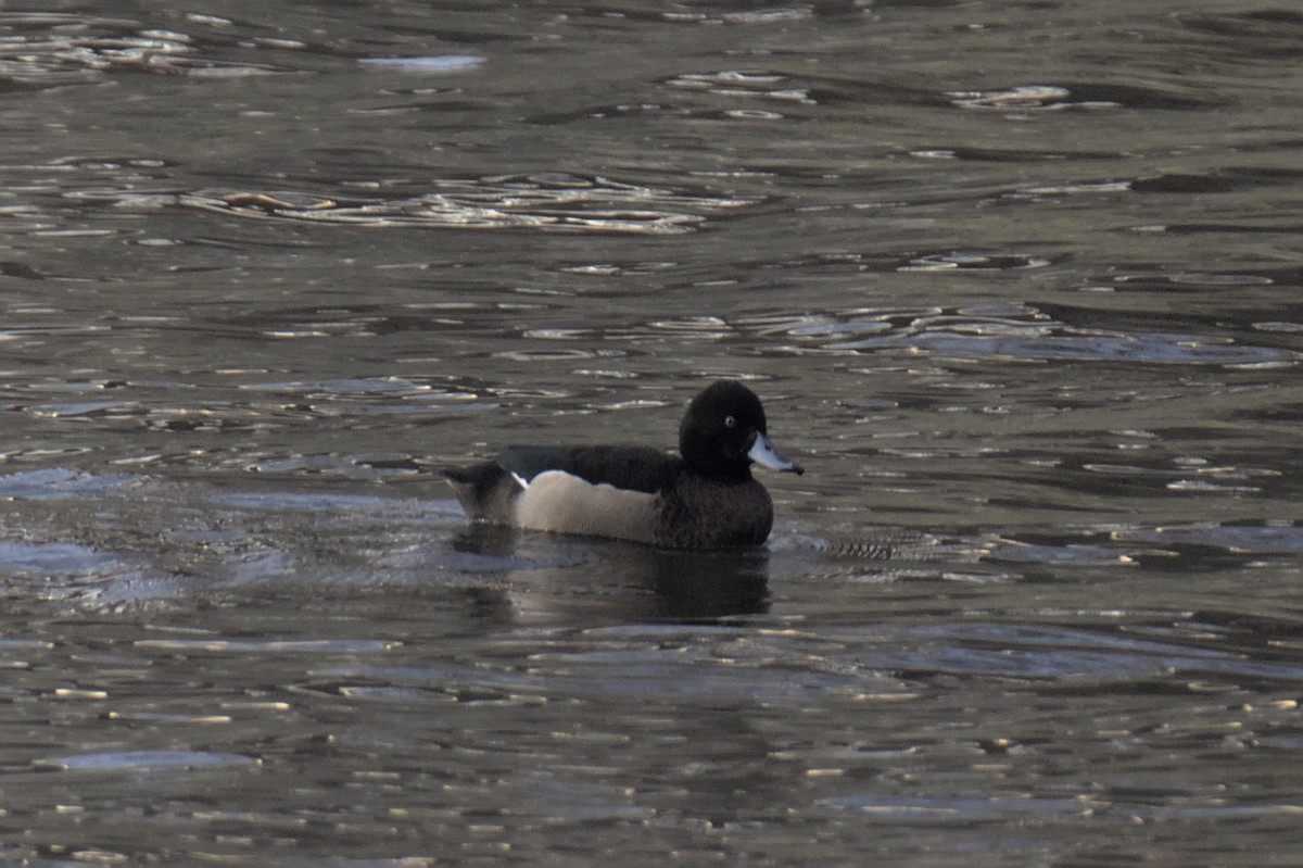 Mallard x Tufted Duck (hybrid) - Miroslav Poláček