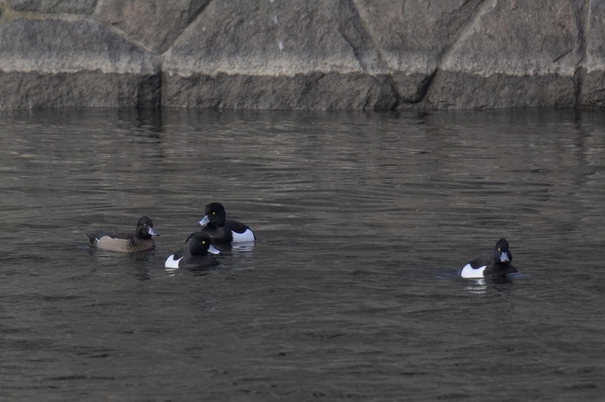 Mallard x Tufted Duck (hybrid) - ML547950171