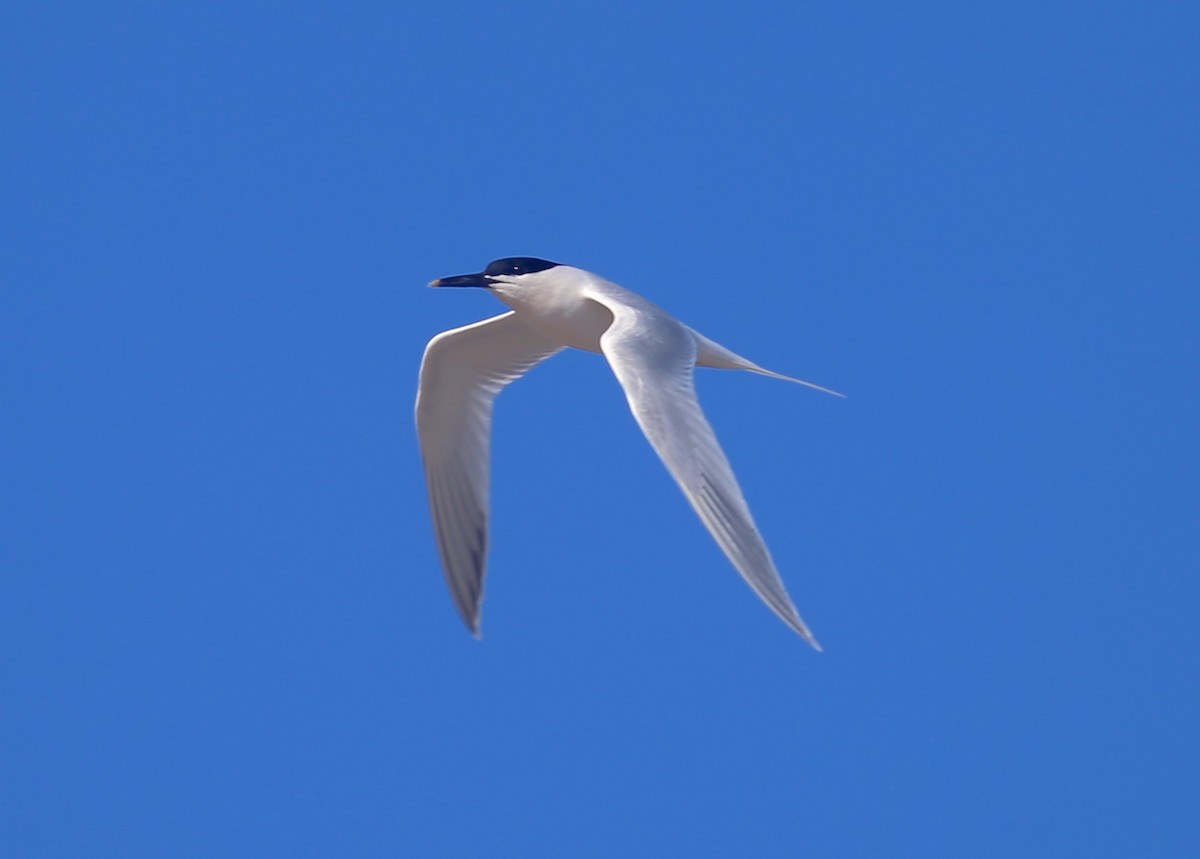 Sandwich Tern - ML547950431