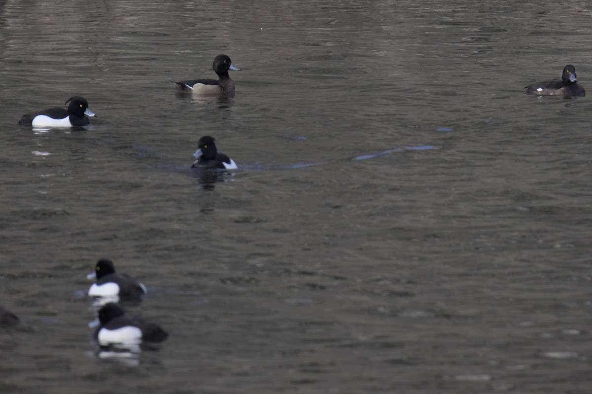 Mallard x Tufted Duck (hybrid) - ML547950511