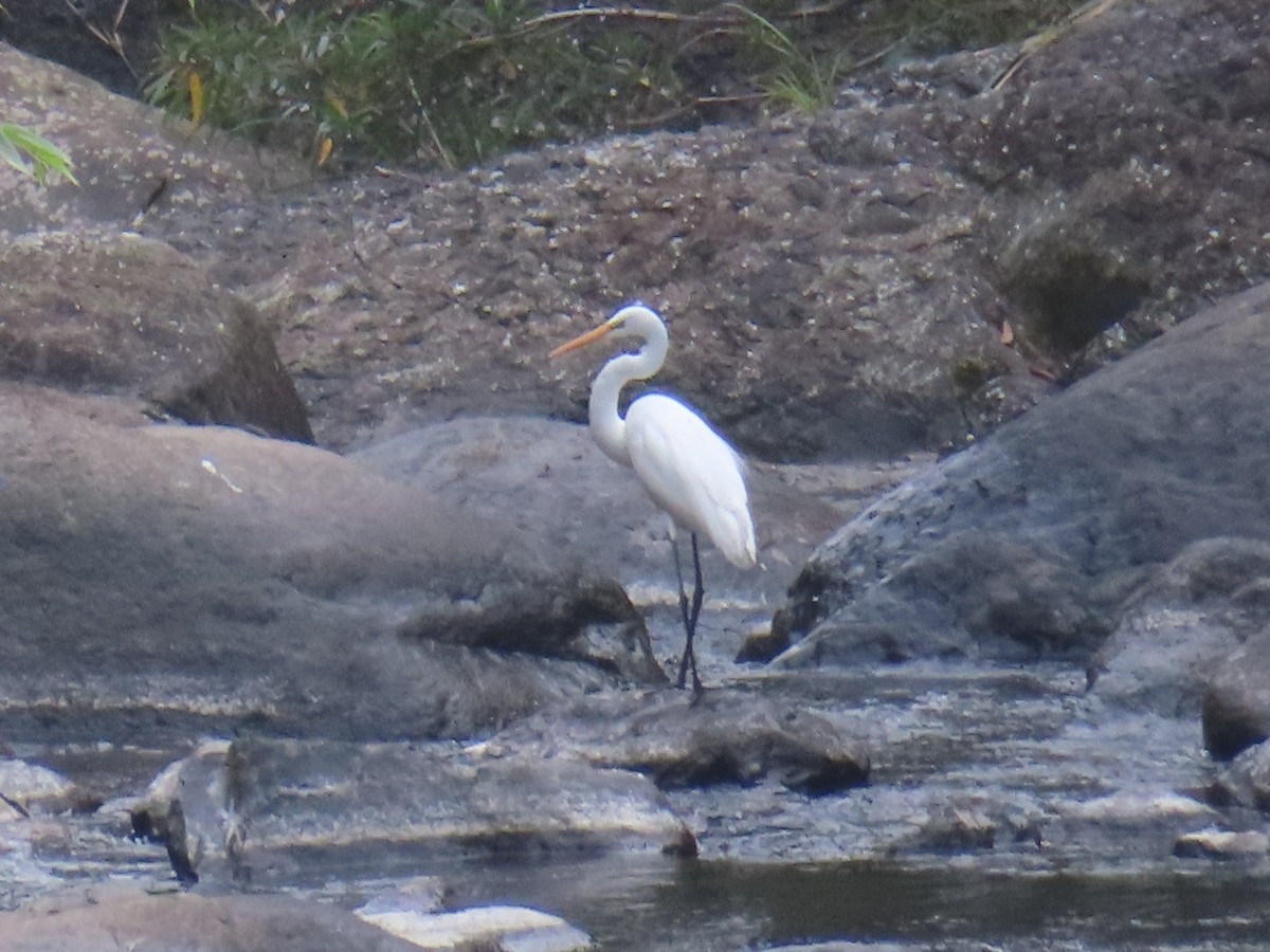 Great Egret - ML547952601