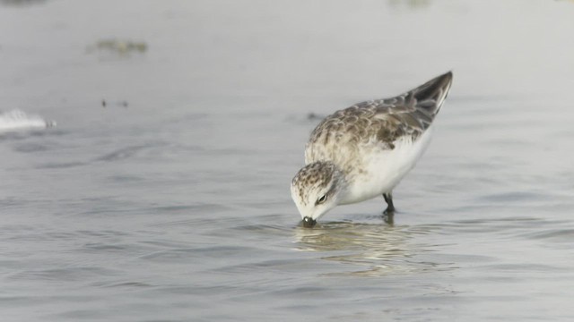 Spoon-billed Sandpiper - ML547952661