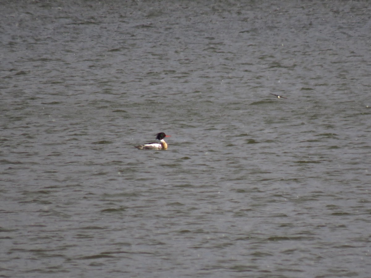 Red-breasted Merganser - Chris Barrigar