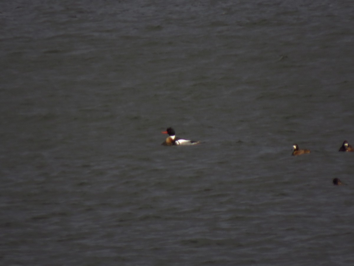 Red-breasted Merganser - ML547952681