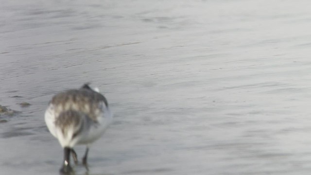 Spoon-billed Sandpiper - ML547952691