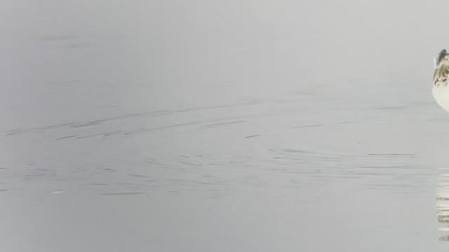 Spoon-billed Sandpiper - ML547952711