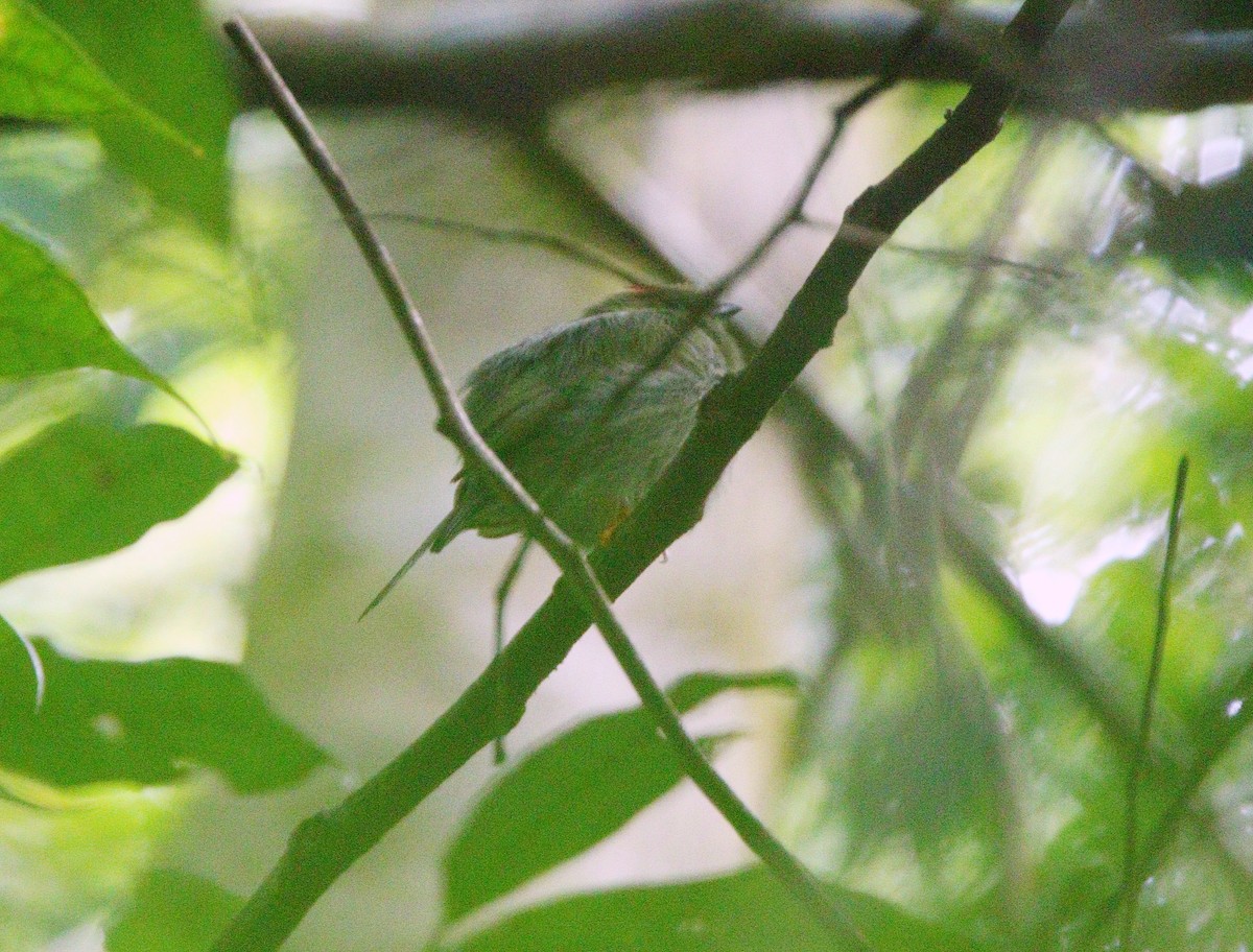 Long-tailed Manakin - ML547952981