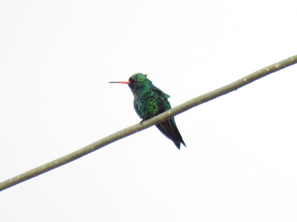 kolibřík lesklobřichý - ML547954141