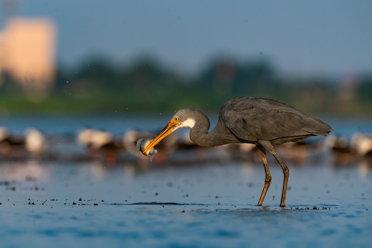 アフリカクロサギ - ML547956121