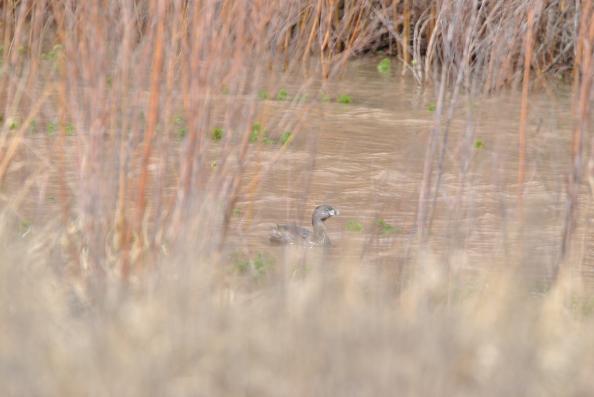 Pied-billed Grebe - ML547956341