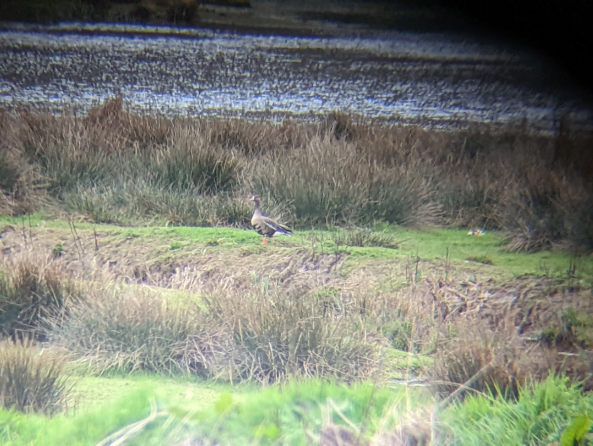 Greater White-fronted Goose - ML547956351