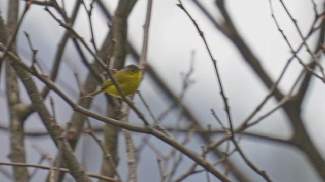 Gray-crowned Warbler - ML547957051