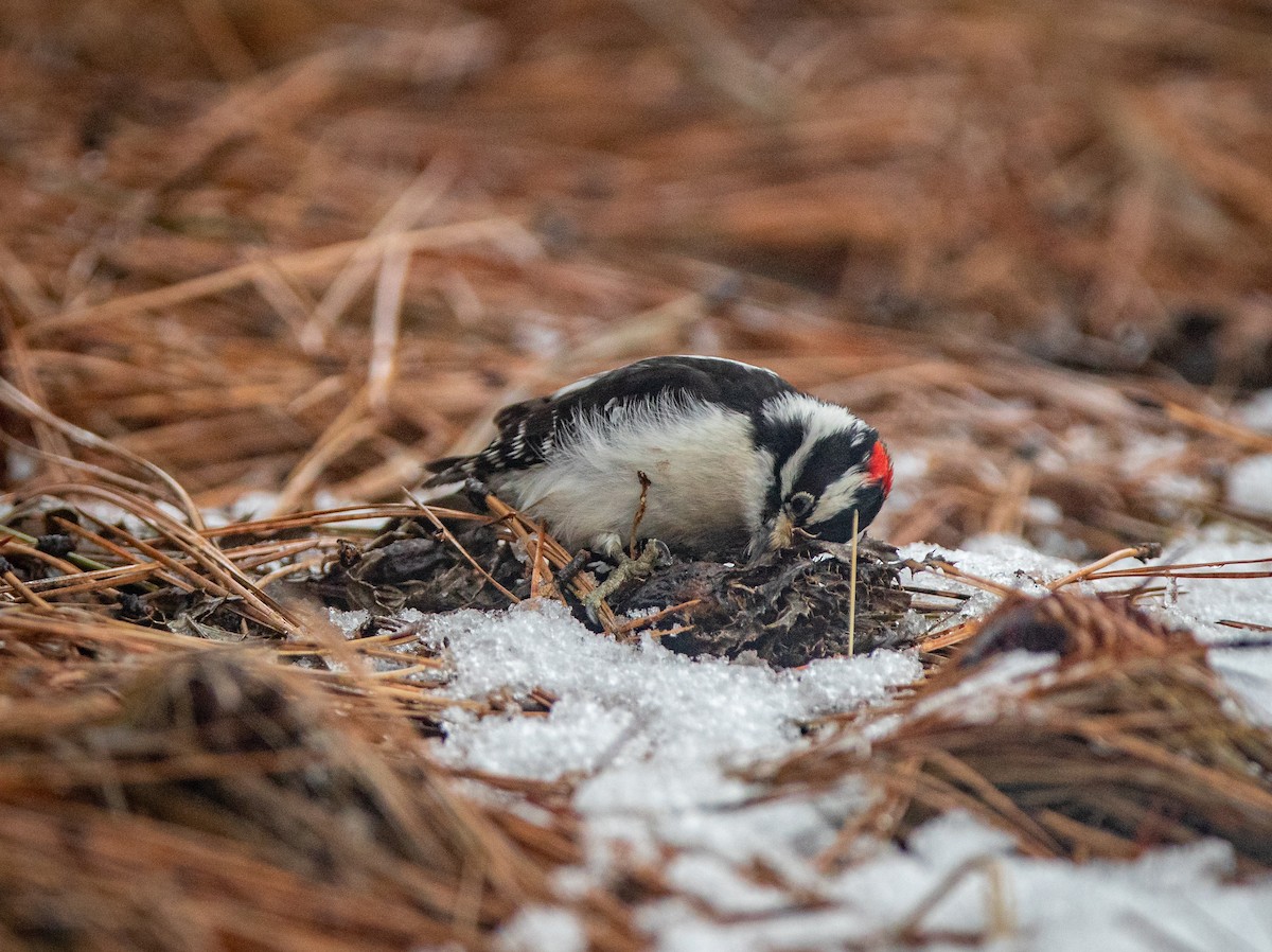 Downy Woodpecker - ML547957261