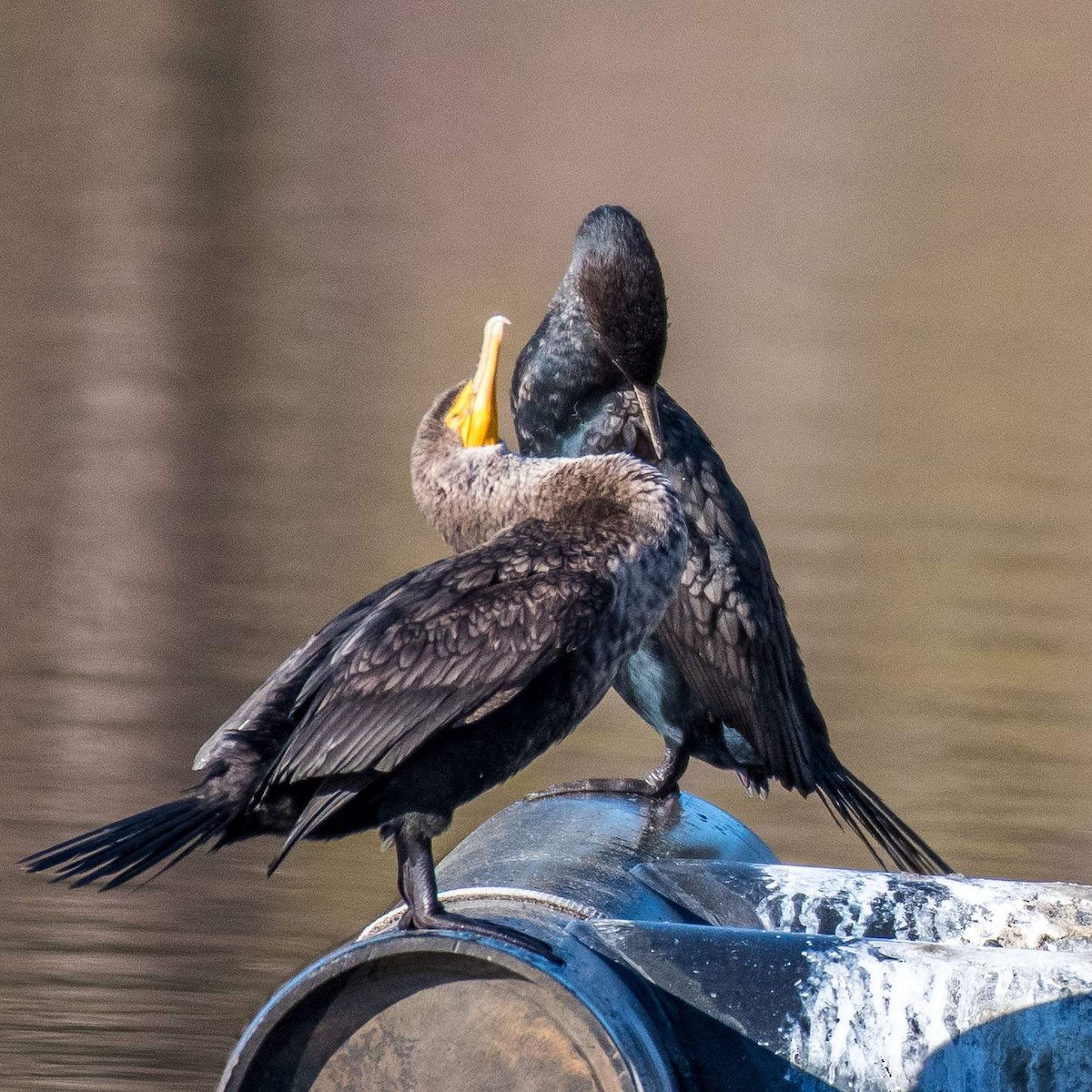 Double-crested Cormorant - ML547957721