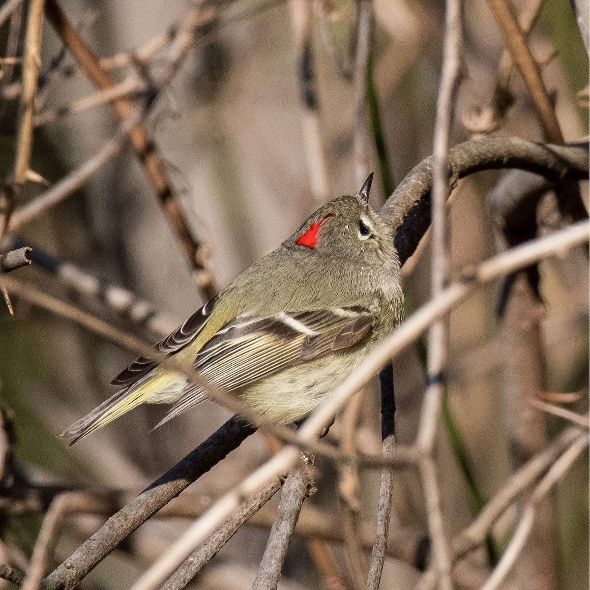 Ruby-crowned Kinglet - ML547957941
