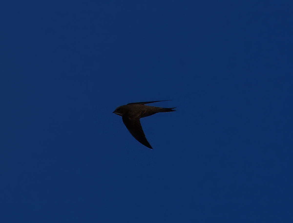 Alpine Swift - Phil Hyde