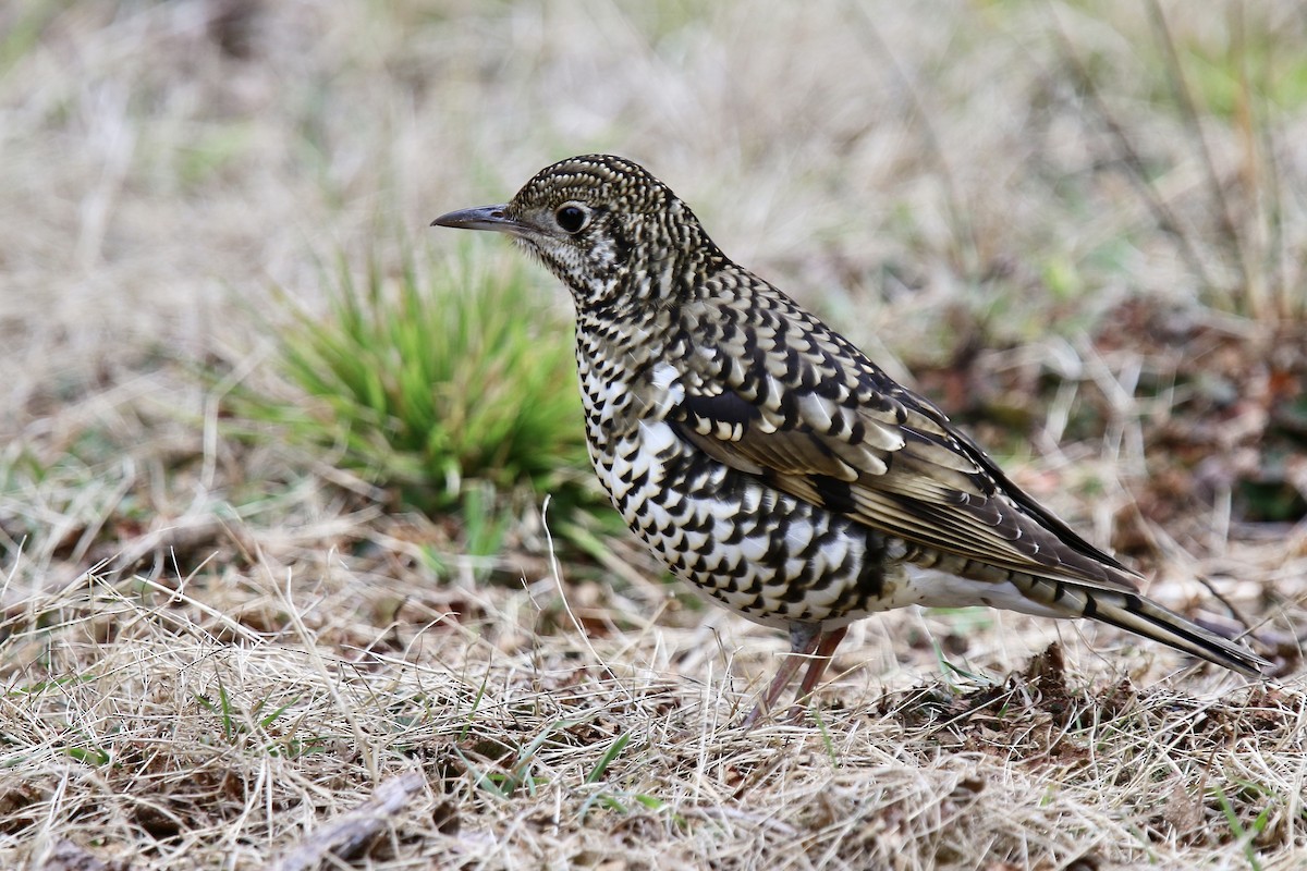 White's Thrush - Anonymous