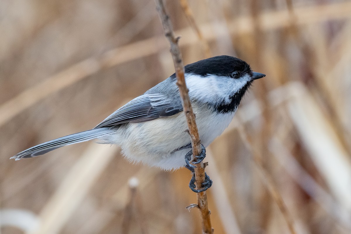 Mésange à tête noire - ML547959761