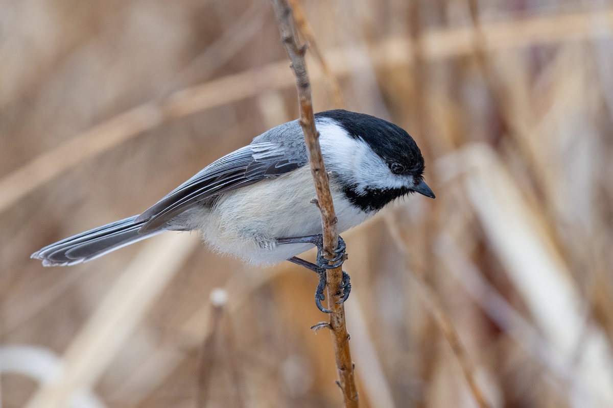 Mésange à tête noire - ML547959771