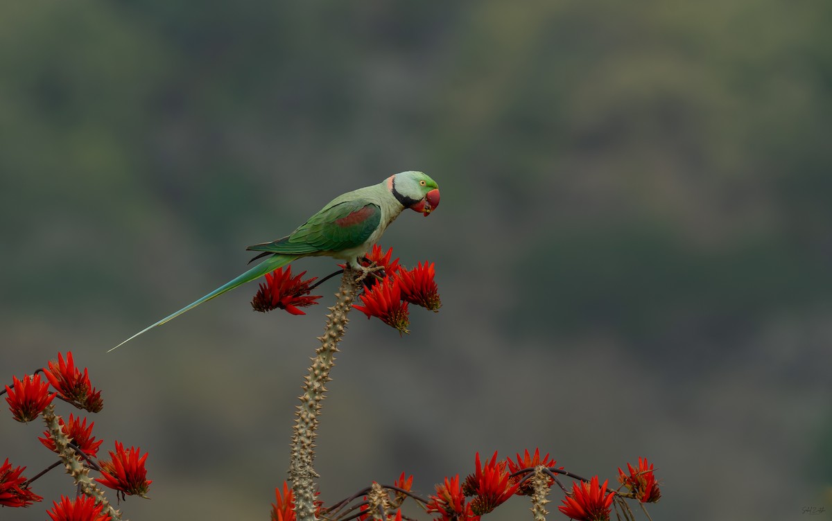 Alexandrine Parakeet - Sahil 🐧