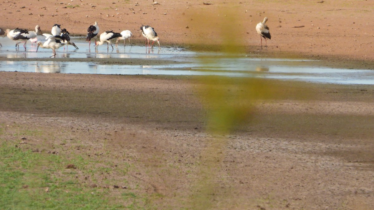 Wood Stork - ML547961001