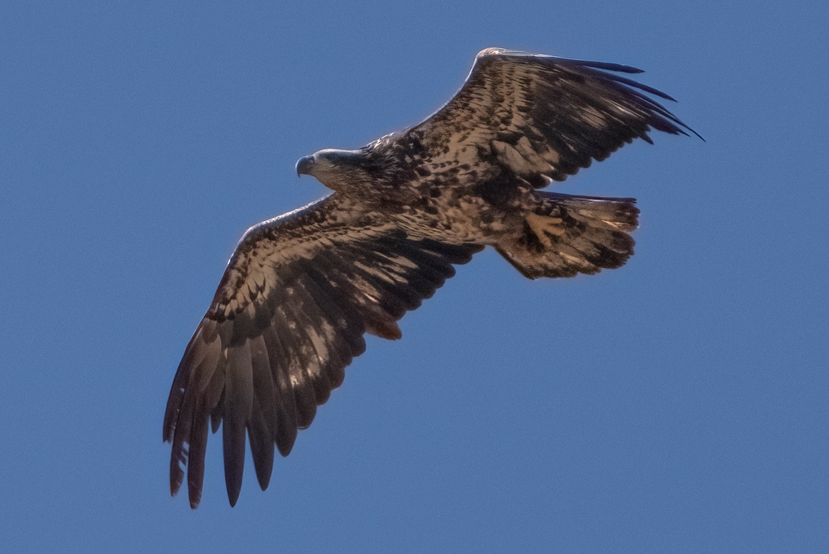 Bald Eagle - ML547961121