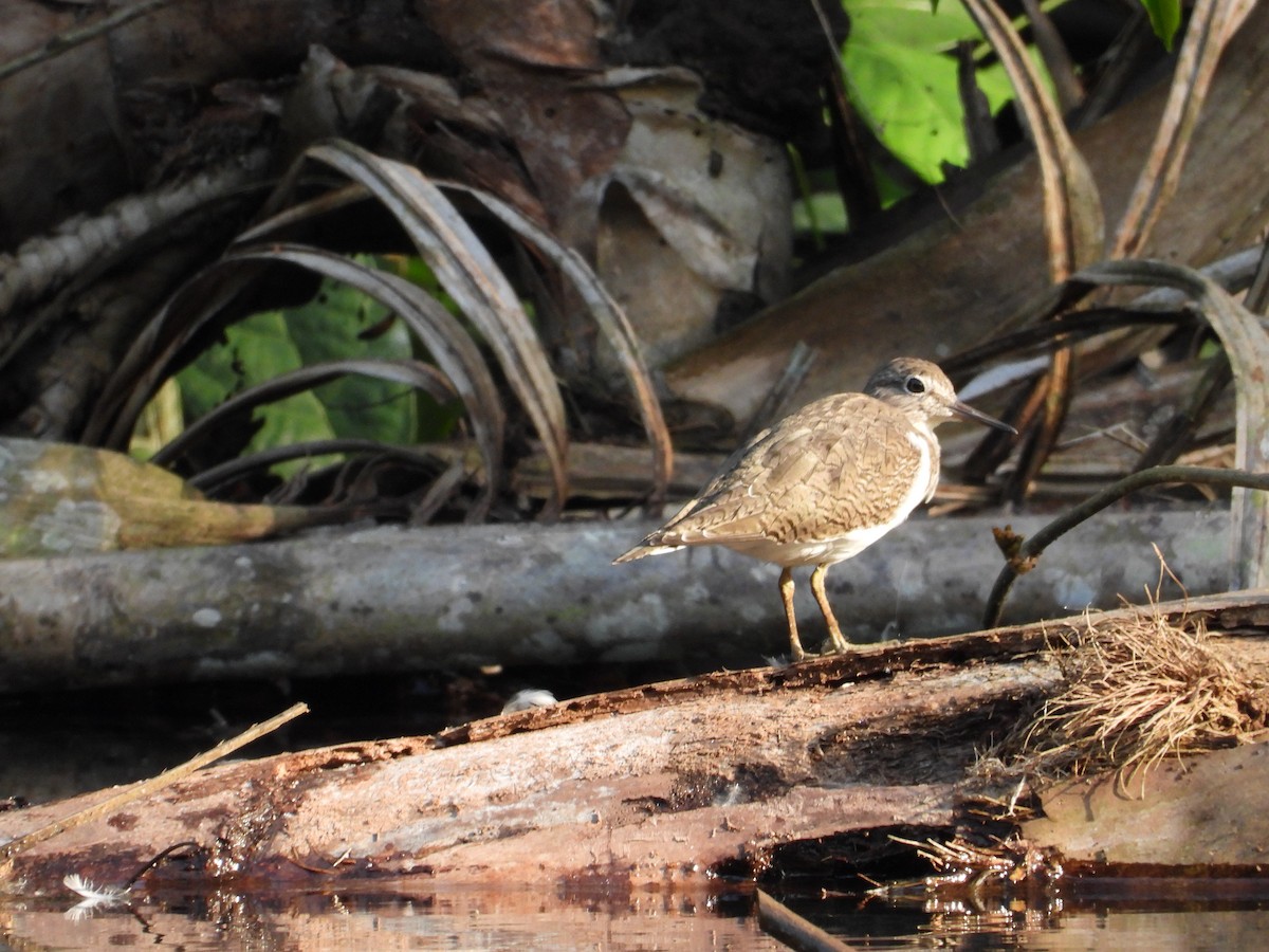 Common Sandpiper - ML547961431