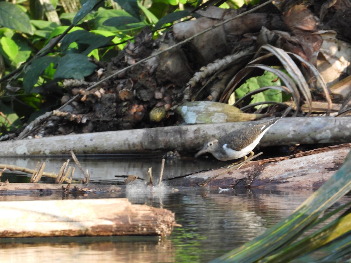 Common Sandpiper - ML547961451