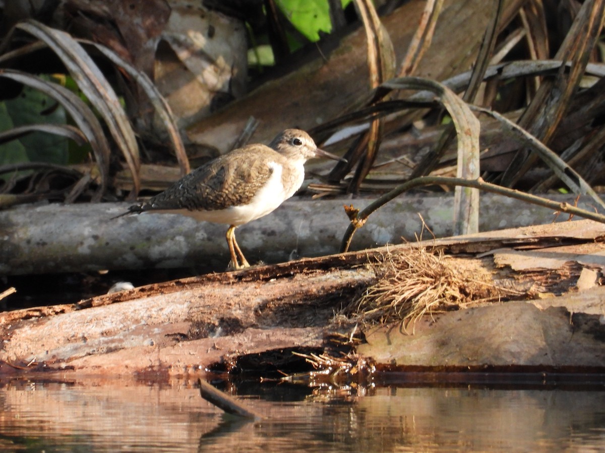 Common Sandpiper - Erin Cole