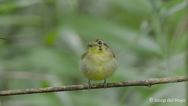 Golden-crowned Spadebill - ML547963071