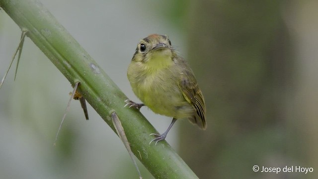 Golden-crowned Spadebill - ML547963091