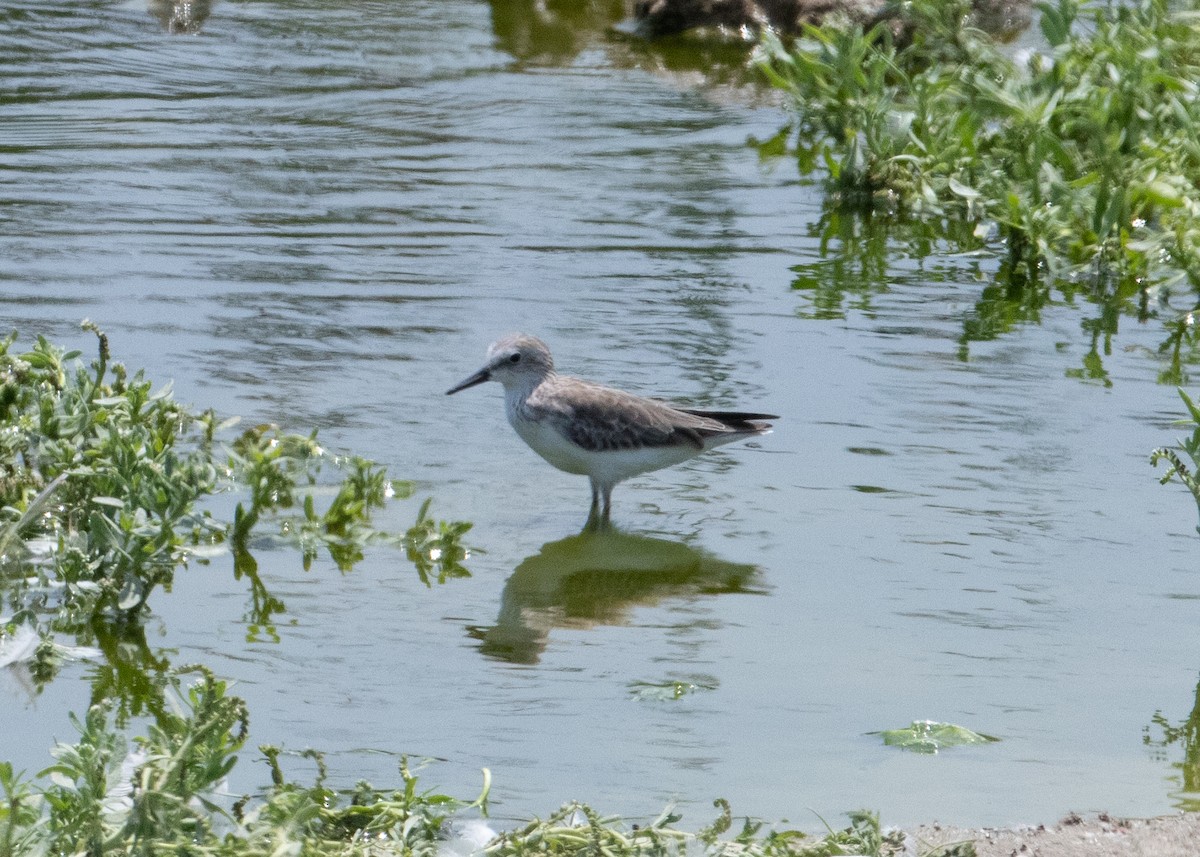 Semipalmated Sandpiper - ML547963481