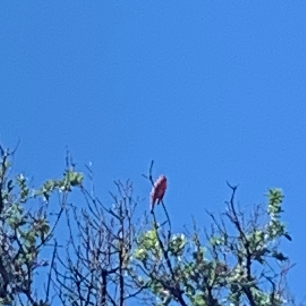 Hepatic Tanager - Marc Passmann